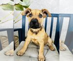 Small Photo #1 American Pit Bull Terrier-Staffordshire Bull Terrier Mix Puppy For Sale in Marina Del Rey, CA, USA