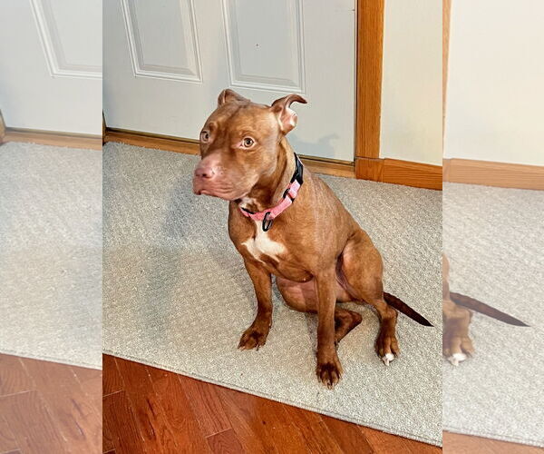 Medium Photo #19 Bullboxer Pit Puppy For Sale in Princeton, MN, USA