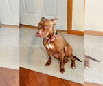 Small #18 Bullboxer Pit