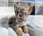 Puppy Grey collar French Bulldog
