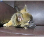 Small #3 Chihuahua