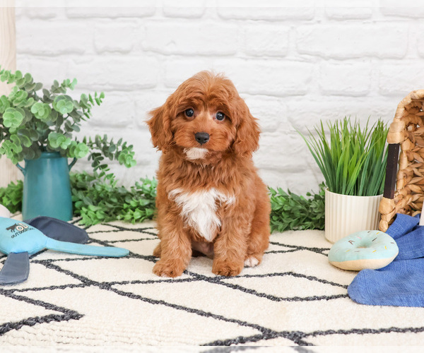 Medium Photo #3 Cavapoo (Miniature) Puppy For Sale in SYRACUSE, IN, USA