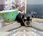 Small #6 Yorkshire Terrier
