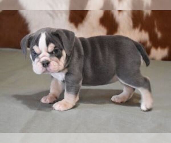 Medium Photo #6 English Bulldog Puppy For Sale in MARSHFIELD, MO, USA