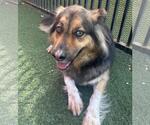 Small #4 German Shepherd Dog-Huskies  Mix
