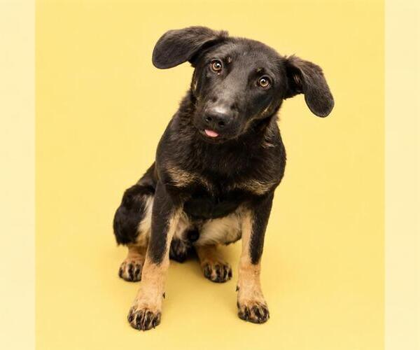 Medium Photo #2 Doberman Pinscher-German Shepherd Dog Mix Puppy For Sale in HESPERIA, CA, USA