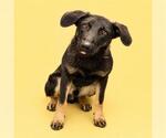 Small #1 Doberman Pinscher-German Shepherd Dog Mix