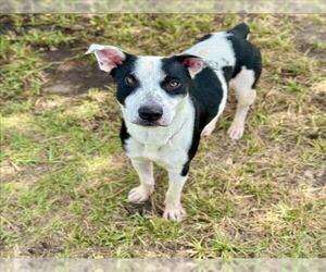 American Foxhound-American Pit Bull Terrier Mix Dogs for adoption in Conroe, TX, USA