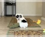 Small #5 Maltipoo