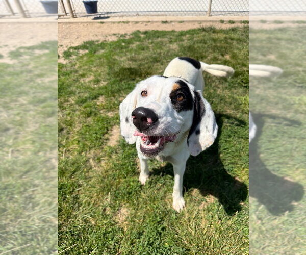 Medium Photo #3 Treeing Walker Coonhound Puppy For Sale in Pierceton , IN, USA