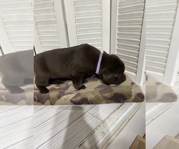 Medium Photo #3 Labrador Retriever Puppy For Sale in MADISON, NC, USA
