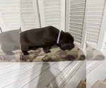 Small Photo #3 Labrador Retriever Puppy For Sale in MADISON, NC, USA