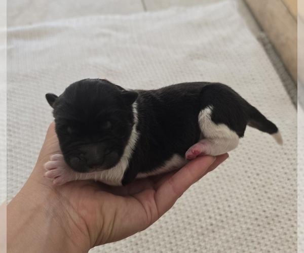 Medium Photo #4 Akita Puppy For Sale in STRAFFORD, MO, USA