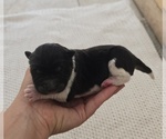 Small Photo #30 Akita Puppy For Sale in STRAFFORD, MO, USA