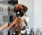 Puppy Solo Boxer