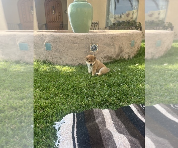 Medium Photo #4 Shiba Inu Puppy For Sale in YUCCA VALLEY, CA, USA