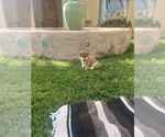 Small Photo #4 Shiba Inu Puppy For Sale in YUCCA VALLEY, CA, USA