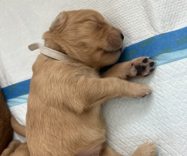 Medium Photo #3 Golden Retriever Puppy For Sale in SACRAMENTO, CA, USA