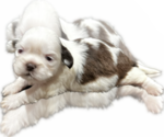 Small Photo #6 Shih Tzu Puppy For Sale in HAYWARD, CA, USA