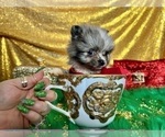 Small Photo #34 Pomeranian Puppy For Sale in HAYWARD, CA, USA