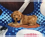 Small Photo #2 Cock-A-Poo-Poodle (Miniature) Mix Puppy For Sale in OXFORD, PA, USA