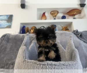 Yorkshire Terrier Puppy for sale in HIALEAH GARDENS, FL, USA