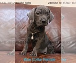 Small Photo #15 Cane Corso Puppy For Sale in LA PLATA, MD, USA