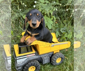 Dachshund Puppy for sale in MIDDLEBURY, IN, USA