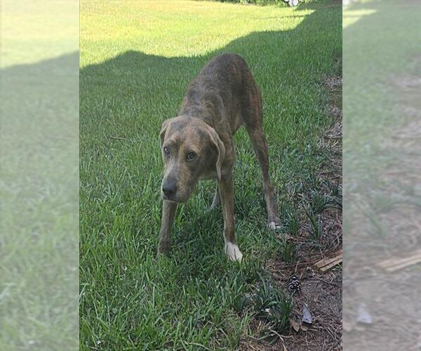 Medium Photo #1 Airedale Terrier-Unknown Mix Puppy For Sale in Grovetown, GA, USA