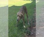 CLAIRE - Female Airedale Terrier-Unknown Mix Dog for Adoption - Small photo