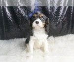 Small #3 Cavalier King Charles Spaniel
