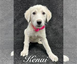 Great Pyrenees-Unknown Mix Dogs for adoption in Grafton, WI, USA