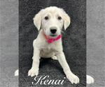 Small Great Pyrenees Mix