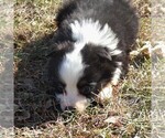 Small Photo #1 Australian Shepherd Puppy For Sale in AINSWORTH, NE, USA