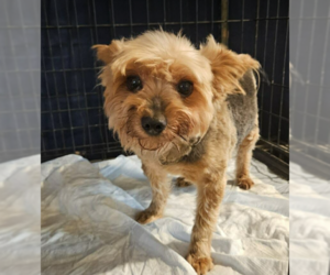 Mutt Dogs for adoption in Cranston, RI, USA
