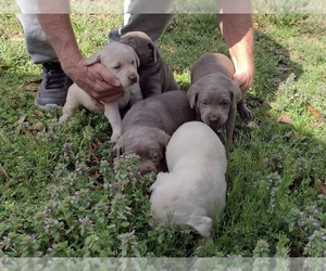 Labrador Retriever Puppy for sale in MOUNT OLIVE, NC, USA