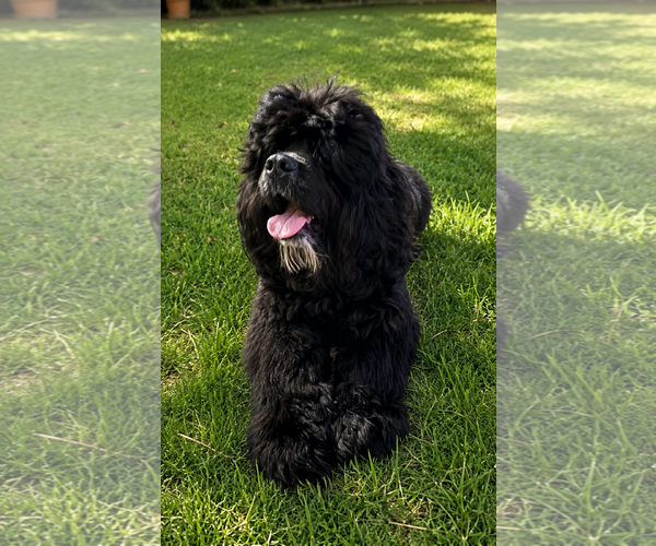 Medium Photo #4 Cock-A-Tzu Puppy For Sale in Euless, TX, USA