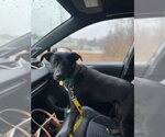 Small #8 Labrador Retriever Mix