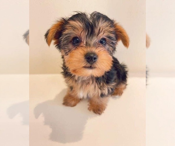 Medium Photo #1 Yorkshire Terrier Puppy For Sale in CEDAR PARK, TX, USA