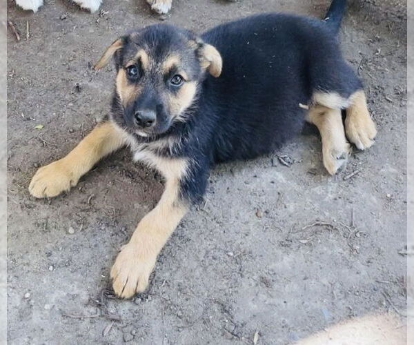 Medium Photo #5 Shollie Puppy For Sale in Princeton, MN, USA