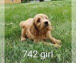 Small Photo #10 Goldendoodle (Miniature) Puppy For Sale in CLARE, IL, USA