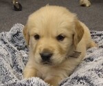 Puppy Churchill English Cream Golden Retriever
