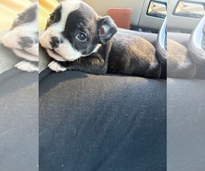Boston Terrier Puppy for sale in GADSDEN, AL, USA