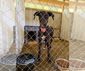 Dante - Male Great Dane Dog for Adoption - Photo #3