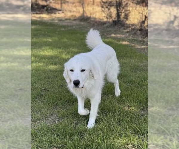 Medium Photo #7 Great Pyrenees Puppy For Sale in Dallas, TX, USA