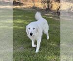 Small #6 Great Pyrenees