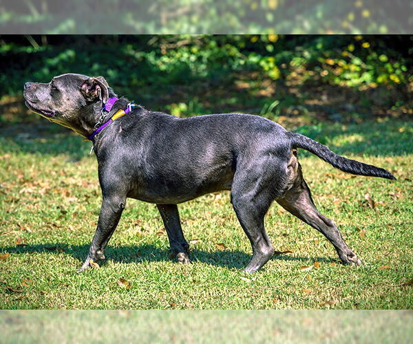 Medium Photo #3 American Staffordshire Terrier-Unknown Mix Puppy For Sale in Lake Wylie, SC, USA