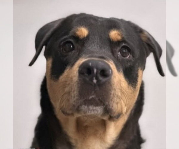 Medium Photo #1 Rottweiler Puppy For Sale in Hillsboro, NH, USA