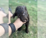 Small Photo #2 Goldendoodle-Poodle (Standard) Mix Puppy For Sale in SILOAM SPRINGS, AR, USA