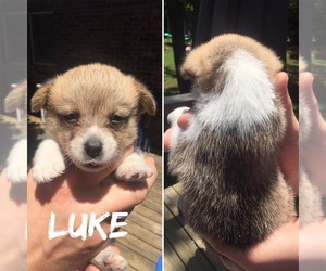 Pembroke Welsh Corgi Puppy for sale in ROLLA, MO, USA